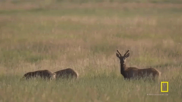 GIF by National Geographic Channel