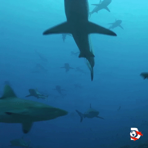 Ocean Swimming GIF by Shark Week