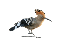 parcodeltapo nature bird bike duck Sticker