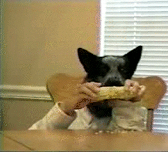 dog human eating GIF by Cheezburger