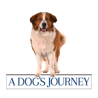 universal pictures omg Sticker by A Dog's Journey