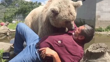 Brown Bear 'Purrs' While Playing With Rescue Center Founder