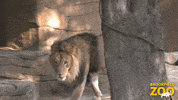 Happy Lion GIF by Brookfield Zoo