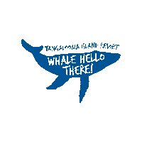 Tangalooma whale hello there tangalooma tangalooma island resort tangalooma whale watching Sticker