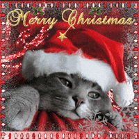 Merry Christmas Cat GIF