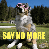 Australian Shepherd Dog GIF by sheppiehalsband