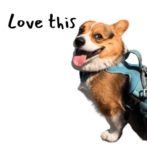 Milo_SiliconValley giphyupload love dog lovely Sticker