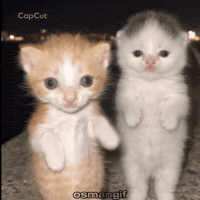 Cat Meme GIF