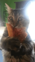 Crazy Kitten Steals Pizza