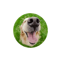 Tap Win Sticker by Snapsaver