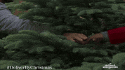 Christmas Tree Love GIF by Hallmark Mystery