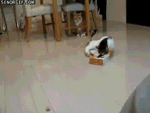 cat traps GIF by Cheezburger