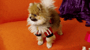 big ang television GIF by RealityTVGIFs
