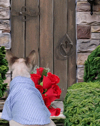 Devon Rex No GIF