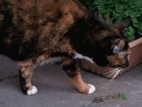 cat gata GIF