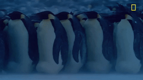 nat geo penguins GIF by National Geographic Channel
