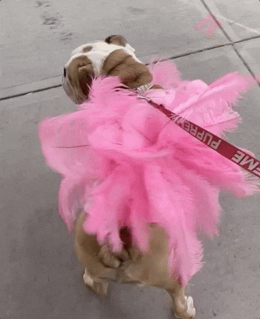 cachorro no carnaval com plumas 