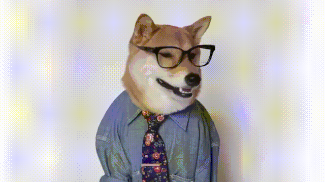 Dog Human Fashion GIF by Menswear Dog