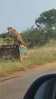 Couple Spot Cheetah Sitting on Road Sign in Kruger National Park