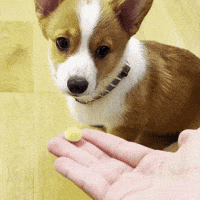 Corgi GIF