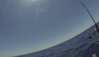 Fishermen in South Australia Encounter 9-foot Shark, Engage it in Tug-o-War