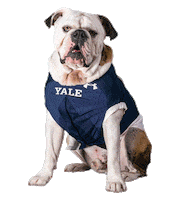Happy Yale Bulldogs Sticker by Handsome Dan
