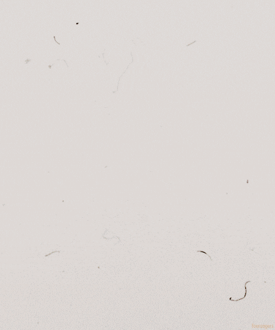 kage GIF