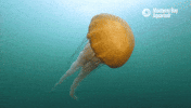Ocean Sea GIF by Monterey Bay Aquarium