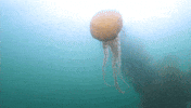 Ocean Sea GIF by Monterey Bay Aquarium