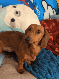 Sleepy Sausage Dog GIF