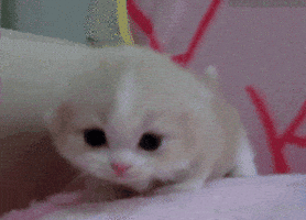 Baby Animals Cat GIF
