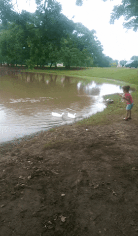 attack duck GIF