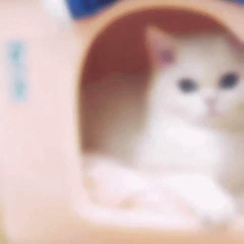 KittyNook giphyupload GIF
