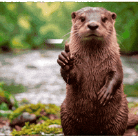 Nutria GIF by ecoembes