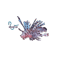 Fish Lion Sticker by Dive Butler International