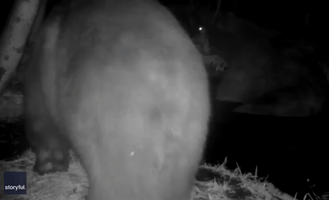 Bears Enjoy Nighttime Frolic in Lake Tahoe Pond