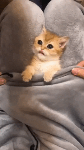 Kitten Playing GIF by JustViral.Net