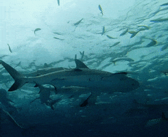 Discovery GIF by Shark Week
