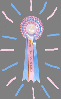 someswbmalardalen ribbon swb foal youngster GIF