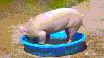 piggy GIF