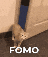 Press Release Cat GIF by Web3 Newswire