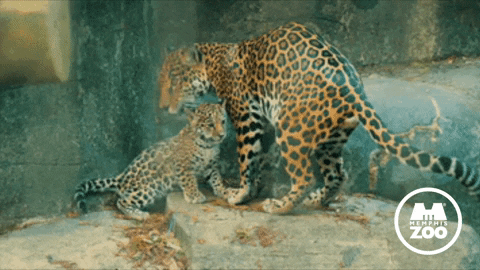 Miss You Love GIF by Memphis Zoo