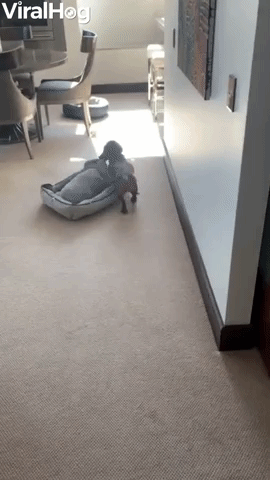 Doggy Drags His Bed into Warm Winter Sun