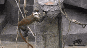 Monkey No GIF by Brookfield Zoo