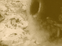 brain stew/jaded GIF by Green Day
