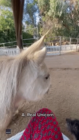 Miniature Horse Looks Straight Out of a Fairytale