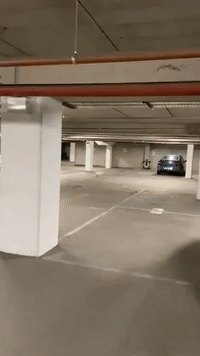 Tiny Energetic Dog Can't Stop the 'Zoomies' in Parking Lot