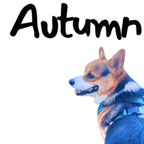 Fall Autumn Sticker