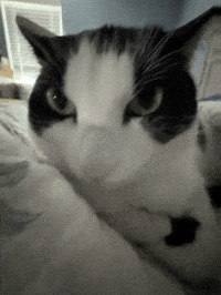 Angry Cat GIF