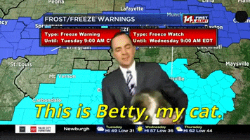 Cat Weather GIF